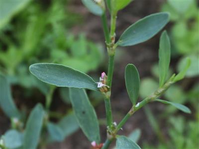 Laboratoire d'expertise et de diagnostic en phytoprotection - MAPAQ