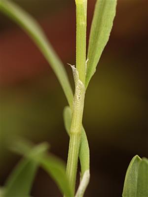 Laboratoire d'expertise et de diagnostic en phytoprotection - MAPAQ