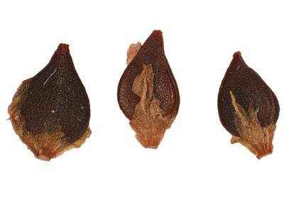 Laboratoire d'expertise et de diagnostic en phytoprotection - MAPAQ