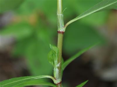 Laboratoire d'expertise et de diagnostic en phytoprotection - MAPAQ