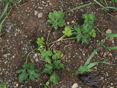 Laboratoire d'expertise et de diagnostic en phytoprotection - MAPAQ