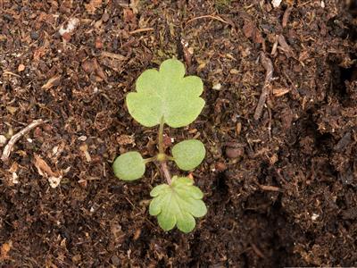 Laboratoire d'expertise et de diagnostic en phytoprotection - MAPAQ