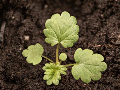 Laboratoire d'expertise et de diagnostic en phytoprotection - MAPAQ