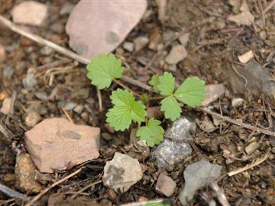 Laboratoire d'expertise et de diagnostic en phytoprotection - MAPAQ