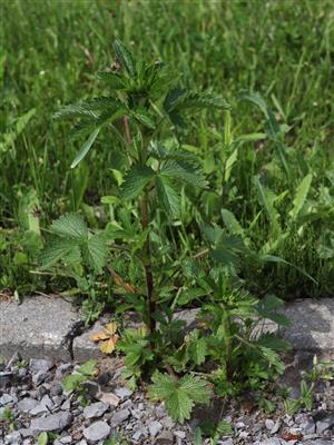 Laboratoire d'expertise et de diagnostic en phytoprotection - MAPAQ