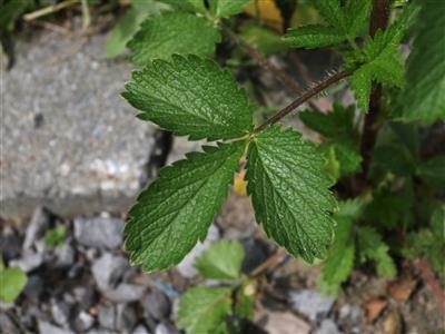 Laboratoire d'expertise et de diagnostic en phytoprotection - MAPAQ