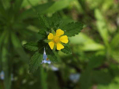 Laboratoire d'expertise et de diagnostic en phytoprotection - MAPAQ