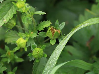 Laboratoire d'expertise et de diagnostic en phytoprotection - MAPAQ