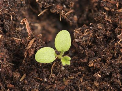 Laboratoire d'expertise et de diagnostic en phytoprotection - MAPAQ