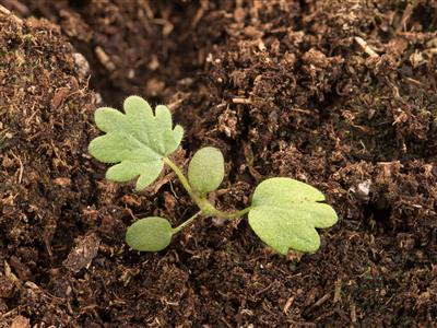 Laboratoire d'expertise et de diagnostic en phytoprotection - MAPAQ