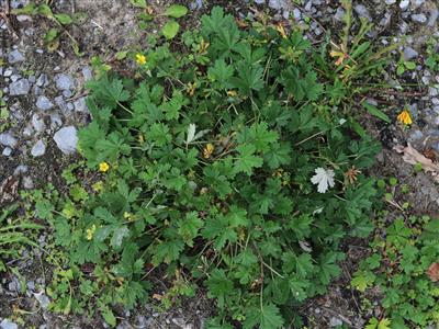 Laboratoire d'expertise et de diagnostic en phytoprotection - MAPAQ