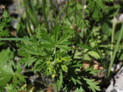Laboratoire d'expertise et de diagnostic en phytoprotection - MAPAQ