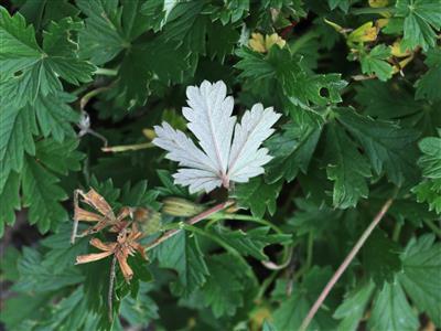 Laboratoire d'expertise et de diagnostic en phytoprotection - MAPAQ