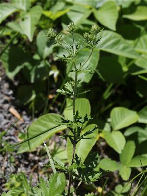 Laboratoire d'expertise et de diagnostic en phytoprotection - MAPAQ