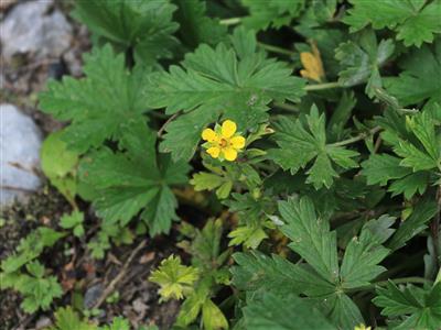 Laboratoire d'expertise et de diagnostic en phytoprotection - MAPAQ