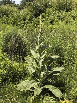 Laboratoire d'expertise et de diagnostic en phytoprotection - MAPAQ