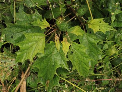 Laboratoire d'expertise et de diagnostic en phytoprotection - MAPAQ