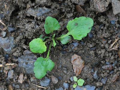 Laboratoire d'expertise et de diagnostic en phytoprotection - MAPAQ