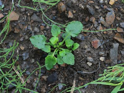 Laboratoire d'expertise et de diagnostic en phytoprotection - MAPAQ
