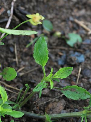 Laboratoire d'expertise et de diagnostic en phytoprotection - MAPAQ