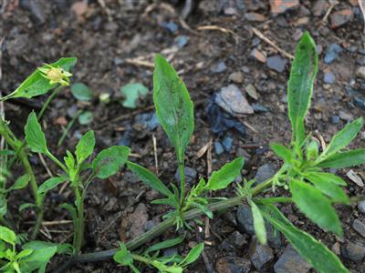 Laboratoire d'expertise et de diagnostic en phytoprotection - MAPAQ