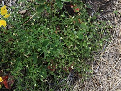 Laboratoire d'expertise et de diagnostic en phytoprotection - MAPAQ