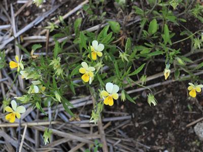 Laboratoire d'expertise et de diagnostic en phytoprotection - MAPAQ