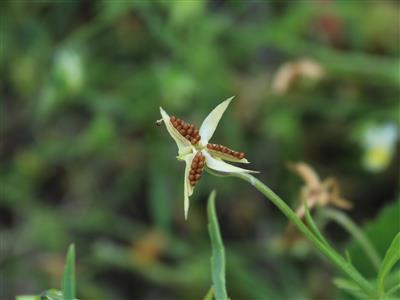 Laboratoire d'expertise et de diagnostic en phytoprotection - MAPAQ