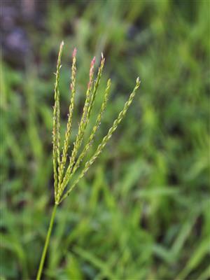 Laboratoire d'expertise et de diagnostic en phytoprotection - MAPAQ