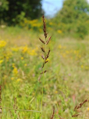 Laboratoire d'expertise et de diagnostic en phytoprotection - MAPAQ