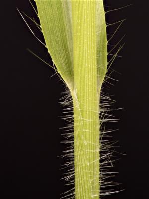 Laboratoire d'expertise et de diagnostic en phytoprotection - MAPAQ
