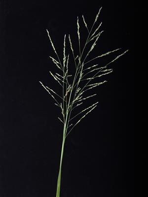 Laboratoire d'expertise et de diagnostic en phytoprotection - MAPAQ