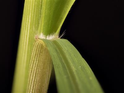 Laboratoire d'expertise et de diagnostic en phytoprotection - MAPAQ