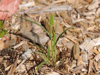 Laboratoire d'expertise et de diagnostic en phytoprotection - MAPAQ