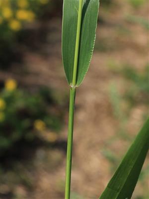 Laboratoire d'expertise et de diagnostic en phytoprotection - MAPAQ