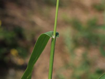 Laboratoire d'expertise et de diagnostic en phytoprotection - MAPAQ