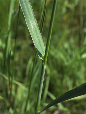 Laboratoire d'expertise et de diagnostic en phytoprotection - MAPAQ