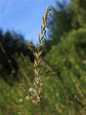 Laboratoire d'expertise et de diagnostic en phytoprotection - MAPAQ