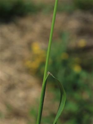 Laboratoire d'expertise et de diagnostic en phytoprotection - MAPAQ