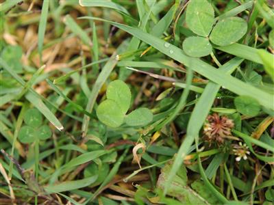 Laboratoire d'expertise et de diagnostic en phytoprotection - MAPAQ