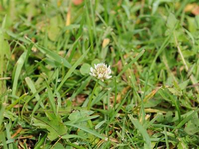 Laboratoire d'expertise et de diagnostic en phytoprotection - MAPAQ
