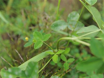Laboratoire d'expertise et de diagnostic en phytoprotection - MAPAQ