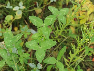Laboratoire d'expertise et de diagnostic en phytoprotection - MAPAQ