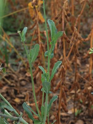 Laboratoire d'expertise et de diagnostic en phytoprotection - MAPAQ