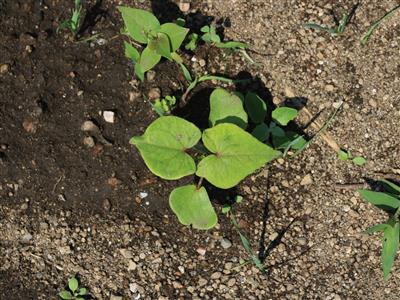 Laboratoire d'expertise et de diagnostic en phytoprotection - MAPAQ