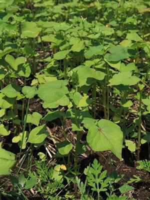 Laboratoire d'expertise et de diagnostic en phytoprotection - MAPAQ