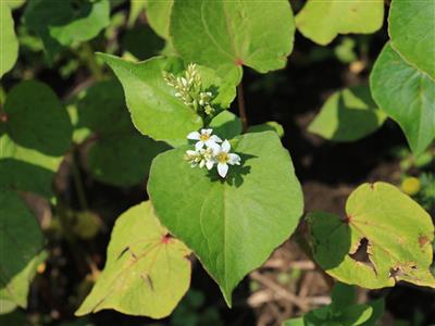 Laboratoire d'expertise et de diagnostic en phytoprotection - MAPAQ