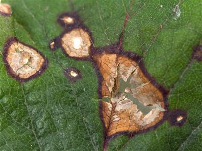 Laboratoire d'expertise et de diagnostic en phytoprotection - MAPAQ