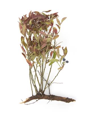 Laboratoire d'expertise et de diagnostic en phytoprotection - MAPAQ