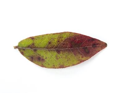 Laboratoire d'expertise et de diagnostic en phytoprotection - MAPAQ